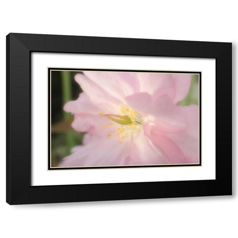 Soft Japanische Kirsche 2 Black Modern Wood Framed Art Print with Double Matting by May