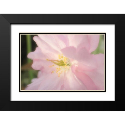 Soft Japanische Kirsche 2 Black Modern Wood Framed Art Print with Double Matting by May