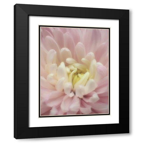 Blume Chrysantheme Black Modern Wood Framed Art Print with Double Matting by May