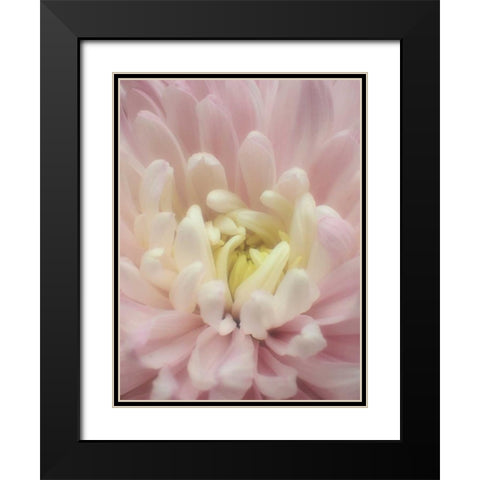 Blume Chrysantheme Black Modern Wood Framed Art Print with Double Matting by May