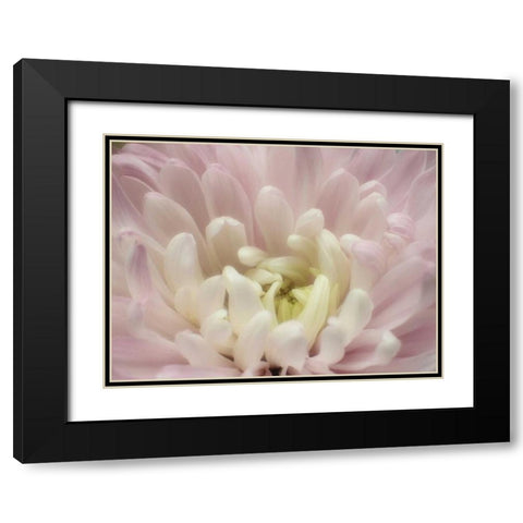 Blume Chrysantheme 2 Black Modern Wood Framed Art Print with Double Matting by May