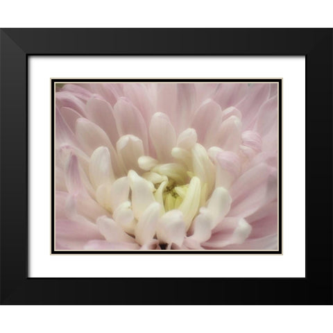 Blume Chrysantheme 2 Black Modern Wood Framed Art Print with Double Matting by May