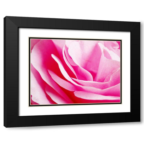 Rose Nahbereich 2 Black Modern Wood Framed Art Print with Double Matting by May