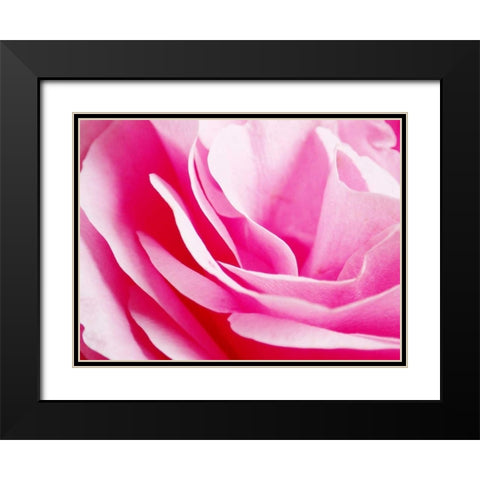 Rose Nahbereich 2 Black Modern Wood Framed Art Print with Double Matting by May