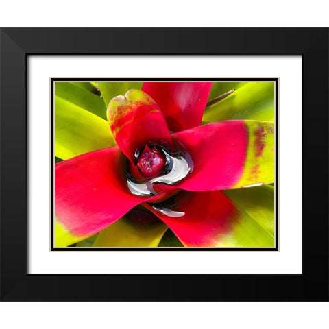 Sip Me Slowly Black Modern Wood Framed Art Print with Double Matting by Nebula, Melissa