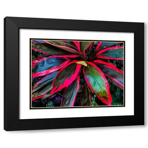 Shady Ti Tree Black Modern Wood Framed Art Print with Double Matting by Nebula, Melissa