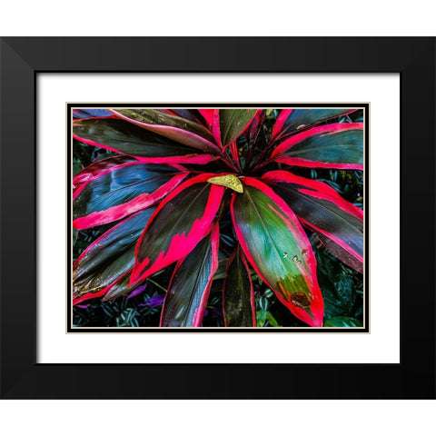 Shady Ti Tree Black Modern Wood Framed Art Print with Double Matting by Nebula, Melissa