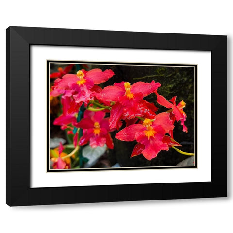 Coy Orchids In Red Black Modern Wood Framed Art Print with Double Matting by Nebula, Melissa