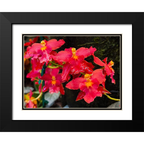 Coy Orchids In Red Black Modern Wood Framed Art Print with Double Matting by Nebula, Melissa