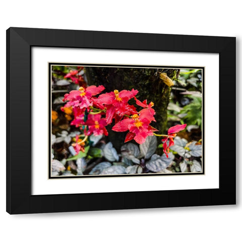 Curly Orchid Hug Black Modern Wood Framed Art Print with Double Matting by Nebula, Melissa