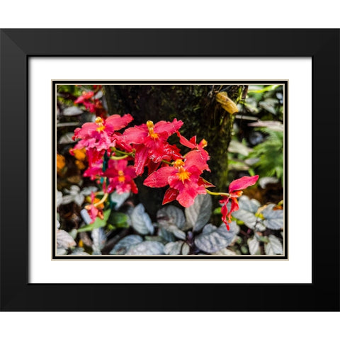 Curly Orchid Hug Black Modern Wood Framed Art Print with Double Matting by Nebula, Melissa