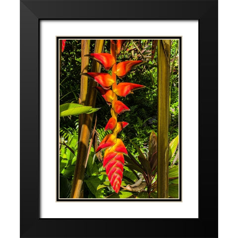 Heliconia Drop Black Modern Wood Framed Art Print with Double Matting by Nebula, Melissa