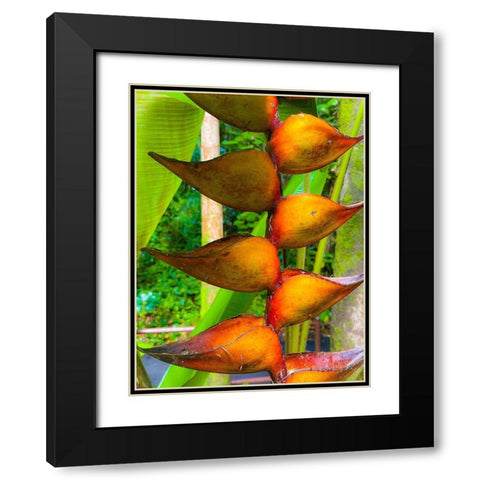 Heliconia Sip Black Modern Wood Framed Art Print with Double Matting by Nebula, Melissa