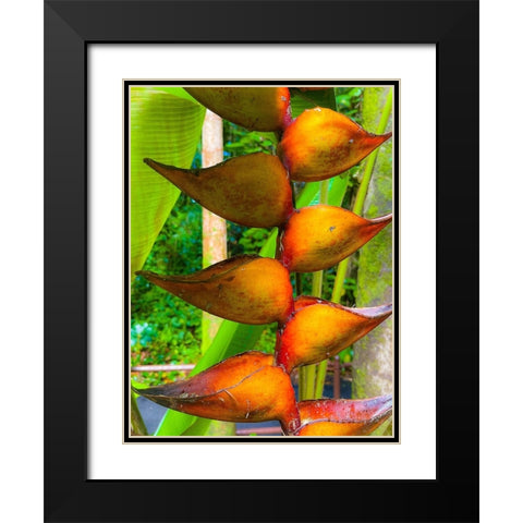 Heliconia Sip Black Modern Wood Framed Art Print with Double Matting by Nebula, Melissa