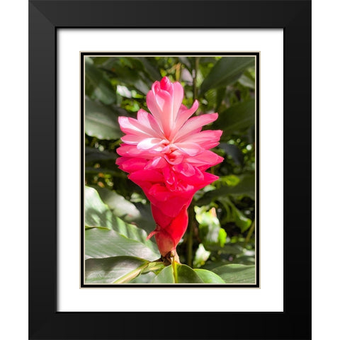 Blooming Sweetness Black Modern Wood Framed Art Print with Double Matting by Nebula, Melissa