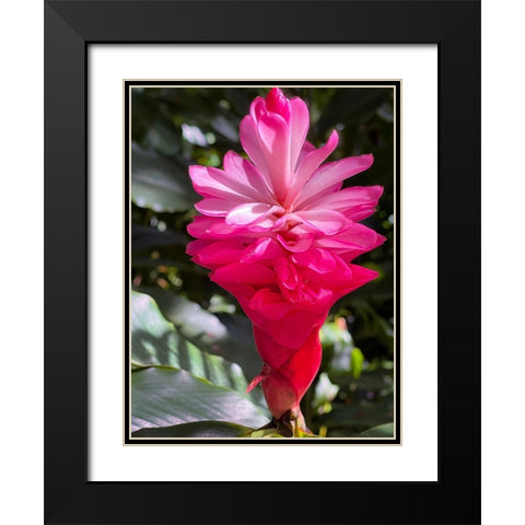 Ginger Awakening Black Modern Wood Framed Art Print with Double Matting by Nebula, Melissa