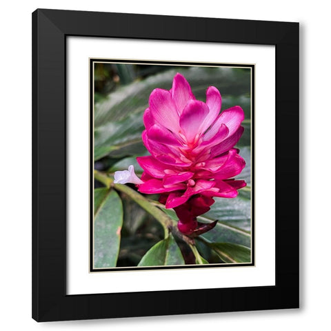 Ginger Blossom Black Modern Wood Framed Art Print with Double Matting by Nebula, Melissa
