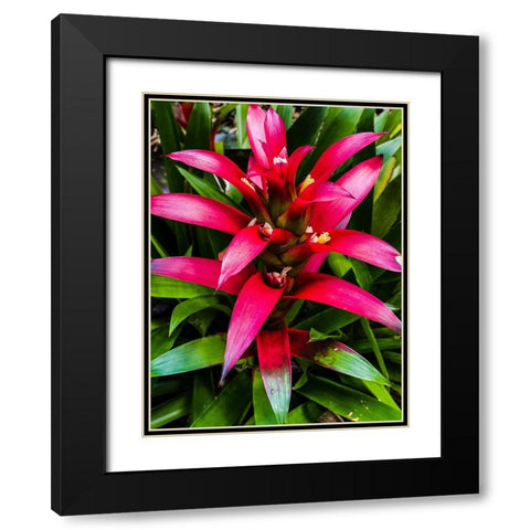 Botanical Bromeliad Black Modern Wood Framed Art Print with Double Matting by Nebula, Melissa