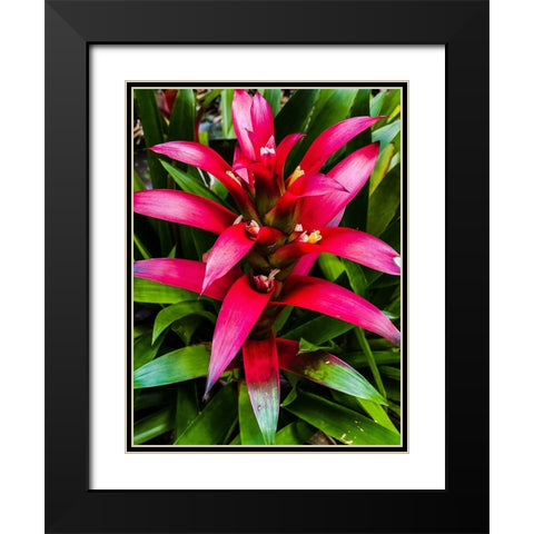 Botanical Bromeliad Black Modern Wood Framed Art Print with Double Matting by Nebula, Melissa