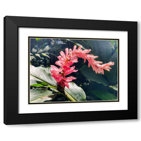 Lazy Ginger Black Modern Wood Framed Art Print with Double Matting by Nebula, Melissa