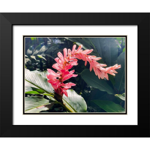 Lazy Ginger Black Modern Wood Framed Art Print with Double Matting by Nebula, Melissa