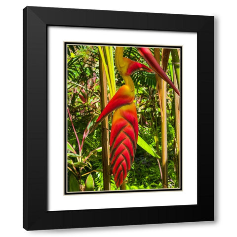 Tropical Bromeliad Bird Black Modern Wood Framed Art Print with Double Matting by Nebula, Melissa