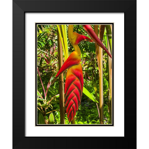 Tropical Bromeliad Bird Black Modern Wood Framed Art Print with Double Matting by Nebula, Melissa