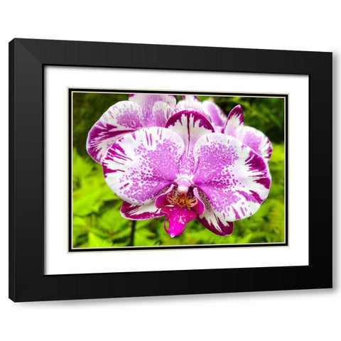 Dappled Orchid In Magenta Black Modern Wood Framed Art Print with Double Matting by Nebula, Melissa