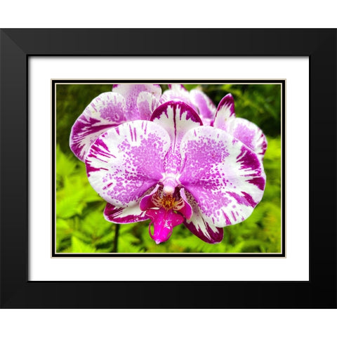 Dappled Orchid In Magenta Black Modern Wood Framed Art Print with Double Matting by Nebula, Melissa