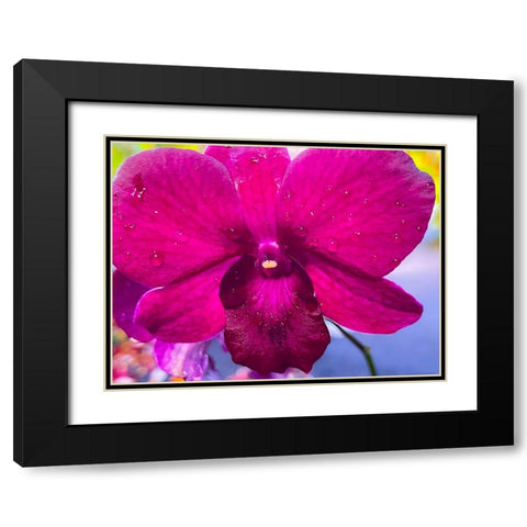 Orchid Daze Black Modern Wood Framed Art Print with Double Matting by Nebula, Melissa