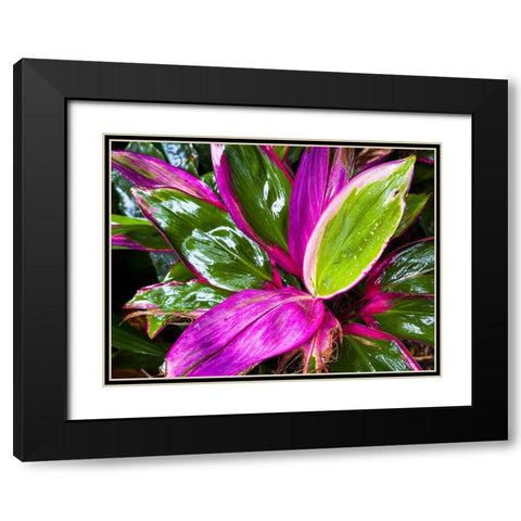 Leaf Spray Black Modern Wood Framed Art Print with Double Matting by Nebula, Melissa