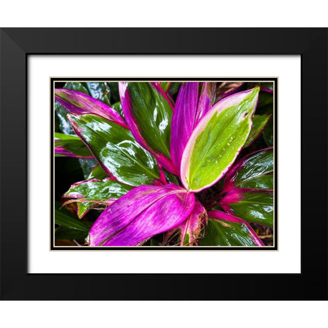 Leaf Spray Black Modern Wood Framed Art Print with Double Matting by Nebula, Melissa