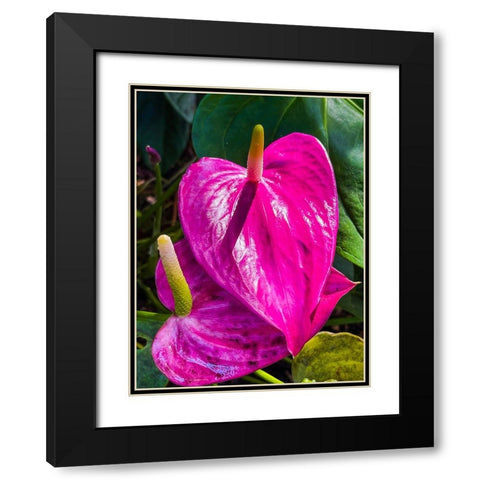 Heartfelt Anthurium Black Modern Wood Framed Art Print with Double Matting by Nebula, Melissa