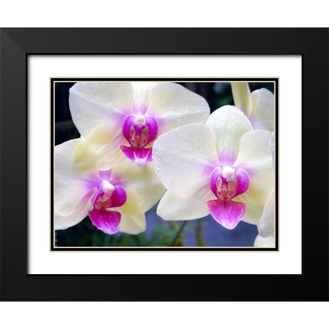 Orchid Cleanse Black Modern Wood Framed Art Print with Double Matting by Nebula, Melissa