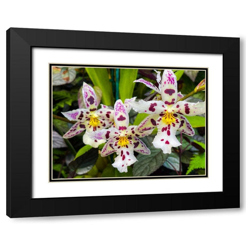 Look At Me Orchids Black Modern Wood Framed Art Print with Double Matting by Nebula, Melissa