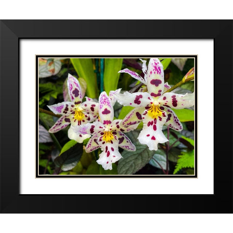Look At Me Orchids Black Modern Wood Framed Art Print with Double Matting by Nebula, Melissa