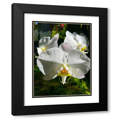 Orchid Peace In White Black Modern Wood Framed Art Print with Double Matting by Nebula, Melissa