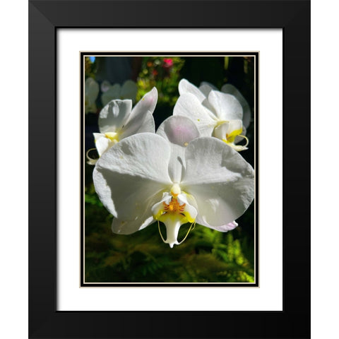 Orchid Peace In White Black Modern Wood Framed Art Print with Double Matting by Nebula, Melissa