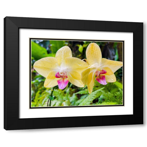 Orchid peace In Yellow Black Modern Wood Framed Art Print with Double Matting by Nebula, Melissa