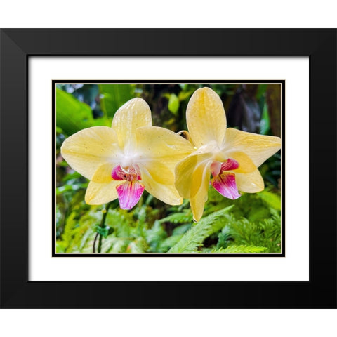 Orchid peace In Yellow Black Modern Wood Framed Art Print with Double Matting by Nebula, Melissa