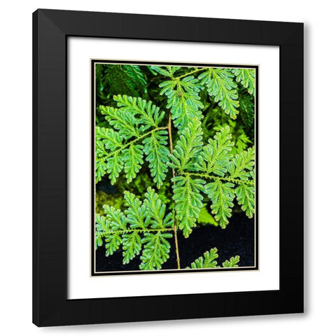 Evergreen Lace Black Modern Wood Framed Art Print with Double Matting by Nebula, Melissa