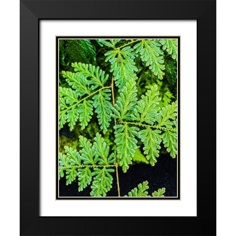 Evergreen Lace Black Modern Wood Framed Art Print with Double Matting by Nebula, Melissa