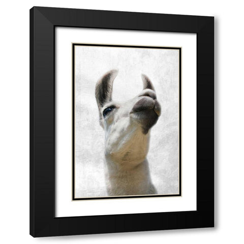 Pondering Lama Black Modern Wood Framed Art Print with Double Matting by Prime, Marcus