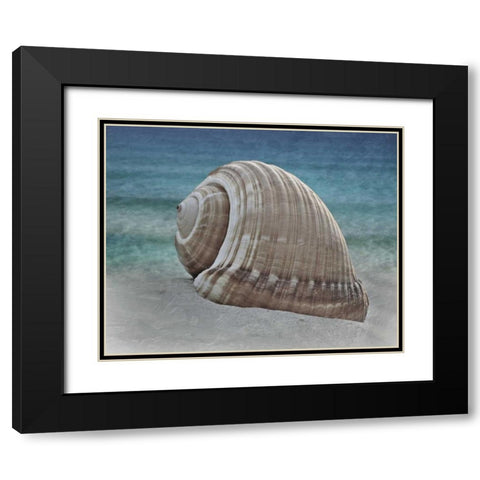 Shell Ray Soaking Black Modern Wood Framed Art Print with Double Matting by Prime, Marcus
