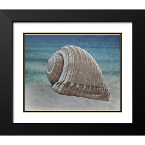 Shell Ray Soaking Black Modern Wood Framed Art Print with Double Matting by Prime, Marcus
