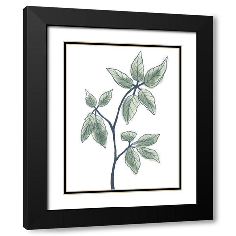 Illustrated Botanicals Black Modern Wood Framed Art Print with Double Matting by Prime, Marcus