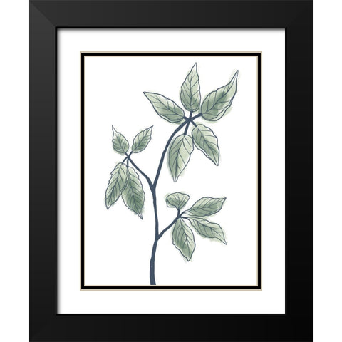 Illustrated Botanicals Black Modern Wood Framed Art Print with Double Matting by Prime, Marcus