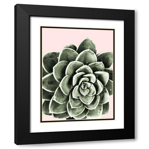 Succulent Beauty Black Modern Wood Framed Art Print with Double Matting by Prime, Marcus