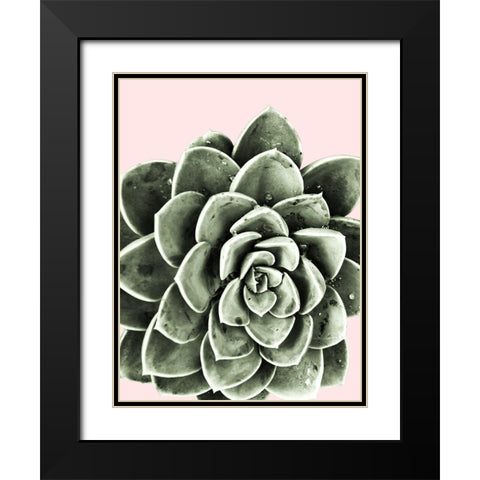 Succulent Beauty Black Modern Wood Framed Art Print with Double Matting by Prime, Marcus