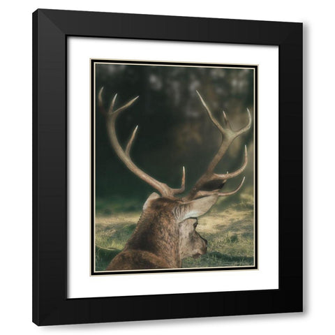 Wandering Buck Black Modern Wood Framed Art Print with Double Matting by Prime, Marcus